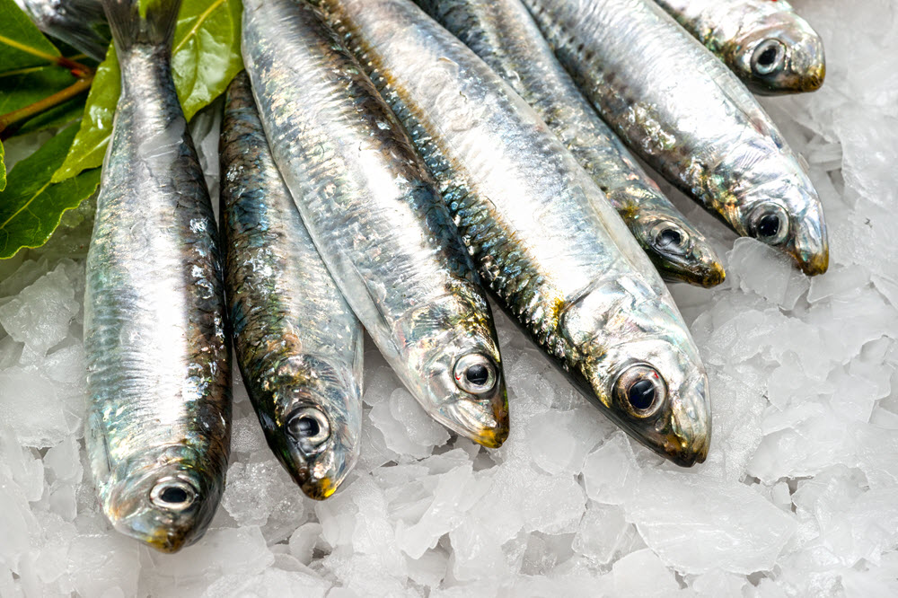 Sardina (Sardina pilchardus)